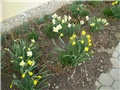 narcisi